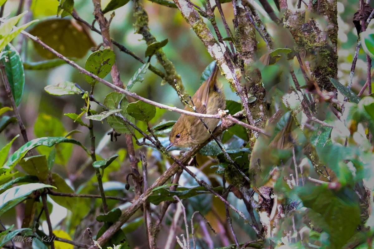 Papuan Scrubwren - ML521354521