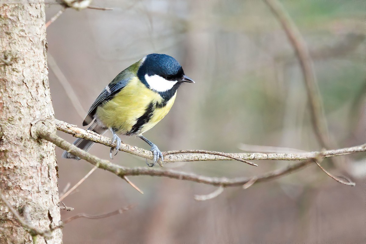 Синиця велика - ML521354611