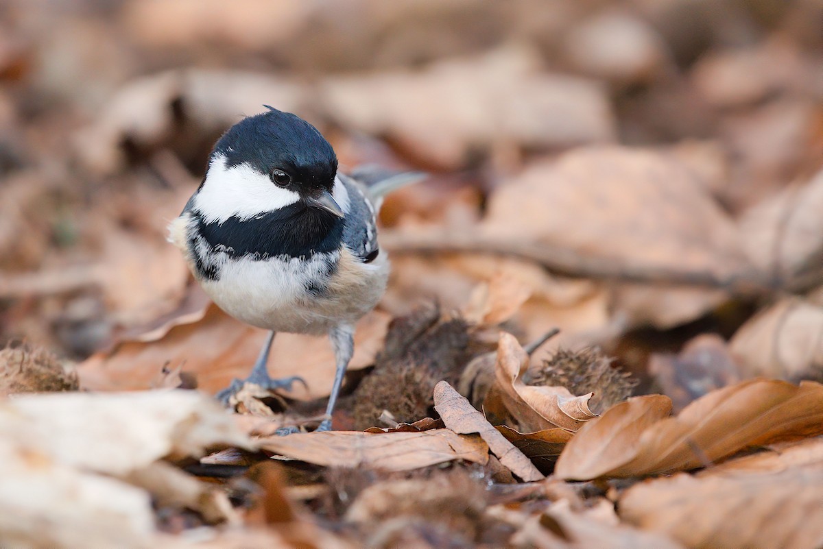 Синиця чорна - ML521354801