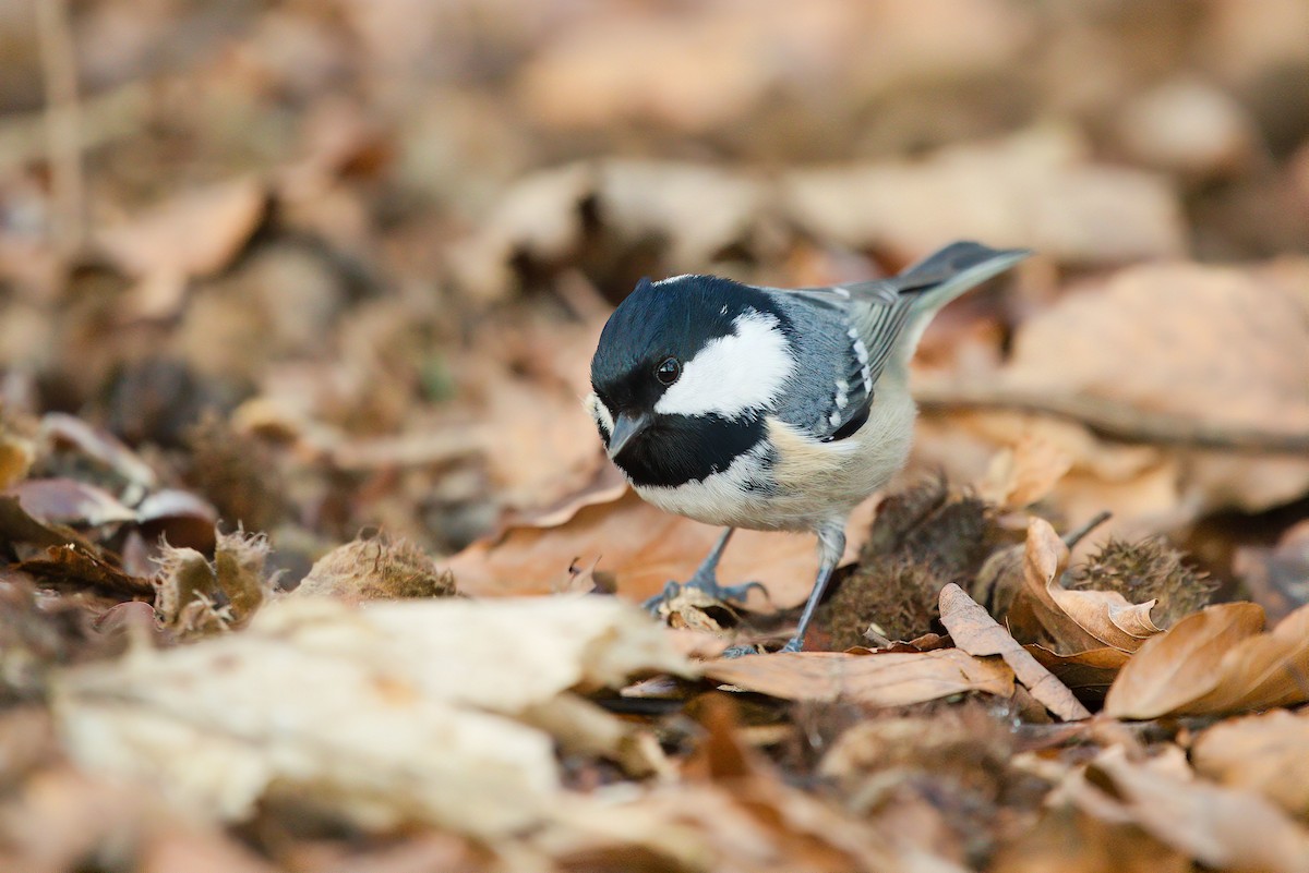 Синиця чорна - ML521354811