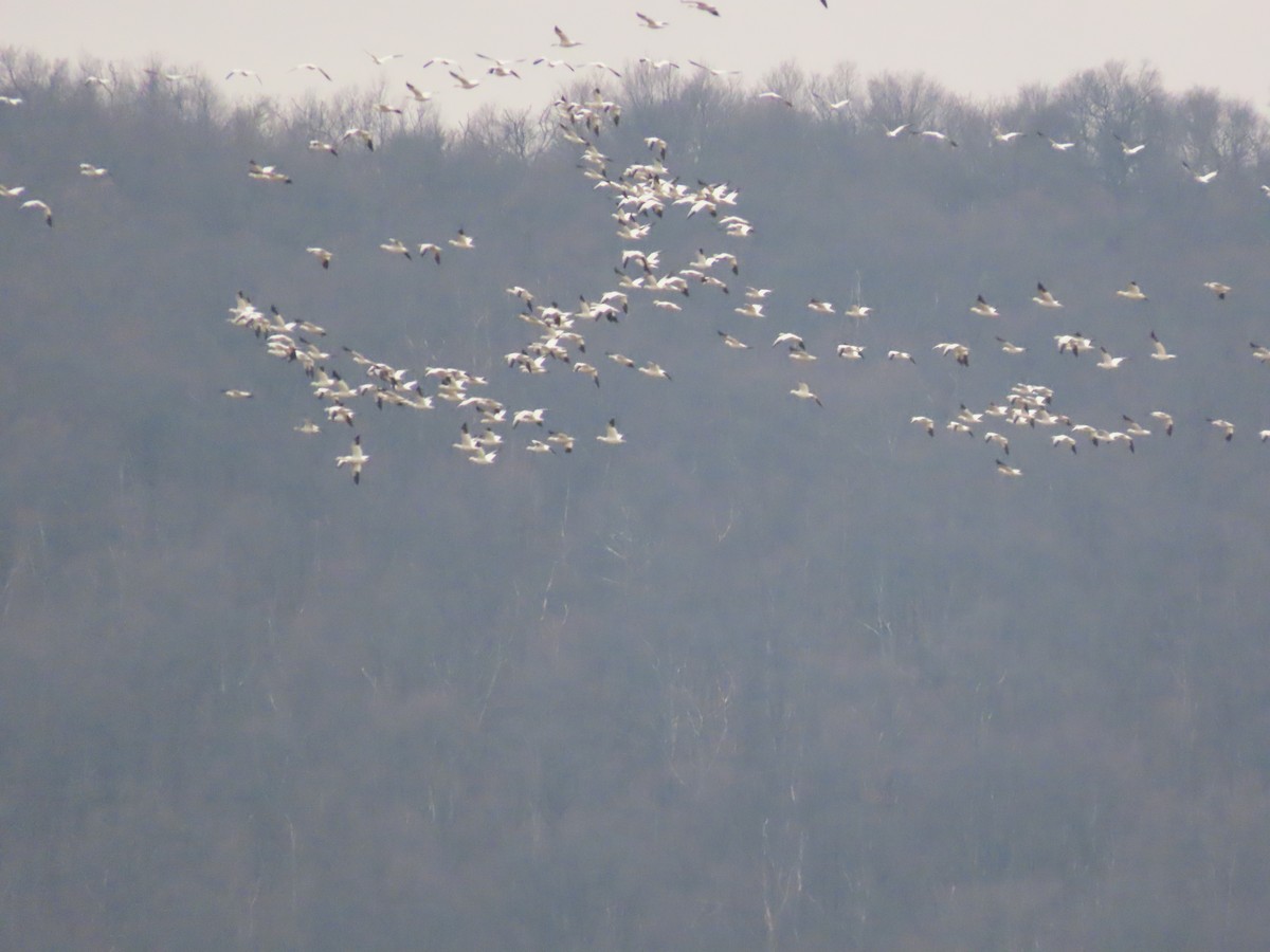 Цасны галуу - ML521355611