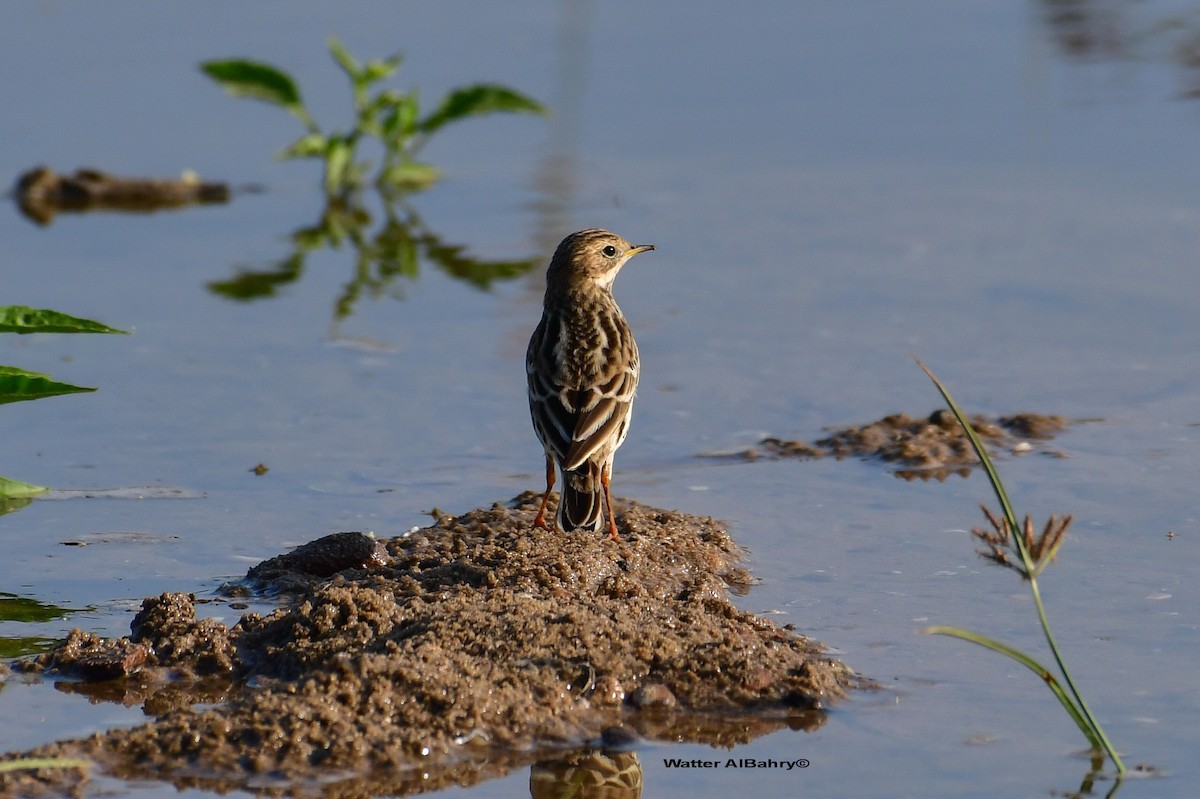 Water Pipit - ML521355751