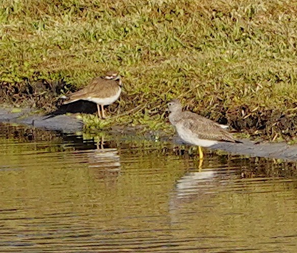 Killdeer - ML521355881