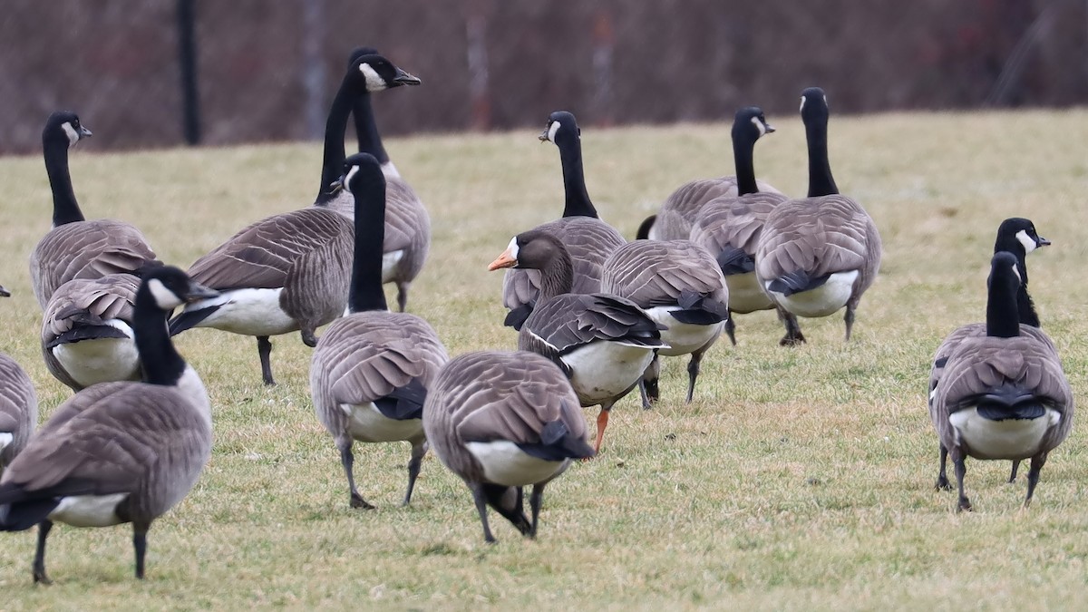 Greater White-fronted Goose - ML521357751