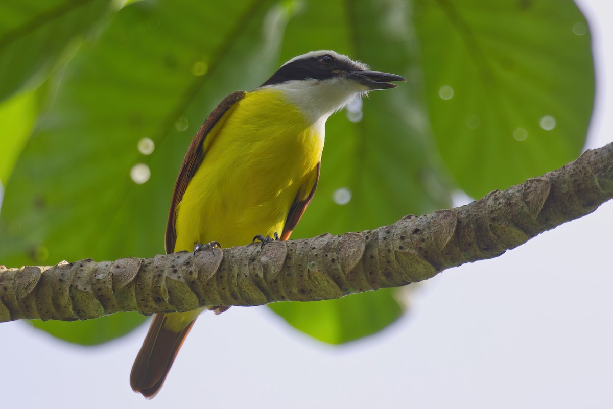 Great Kiskadee - Kyle Elfman