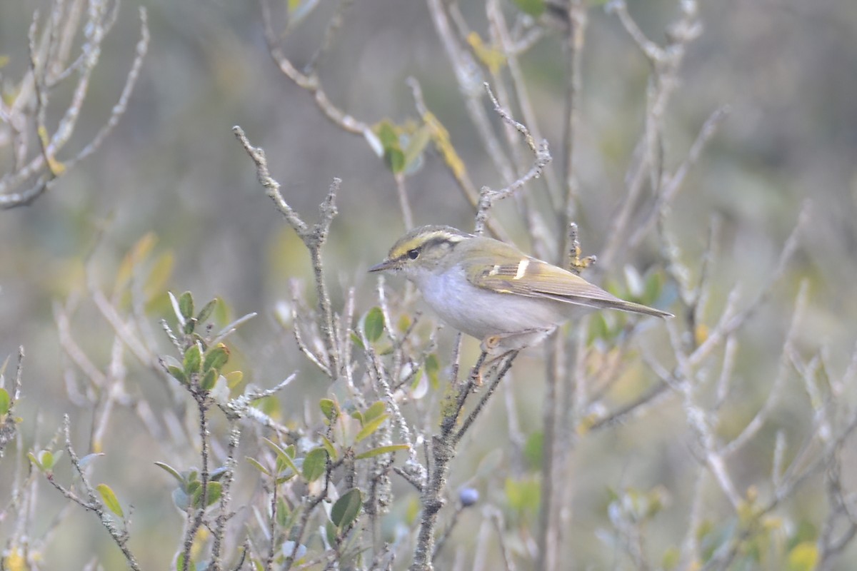 Pallas's Leaf Warbler - Ergün Cengiz