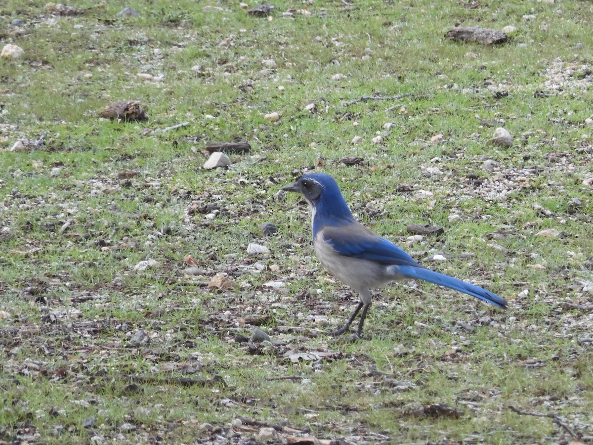 California Scrub-Jay - Nancy Bruce