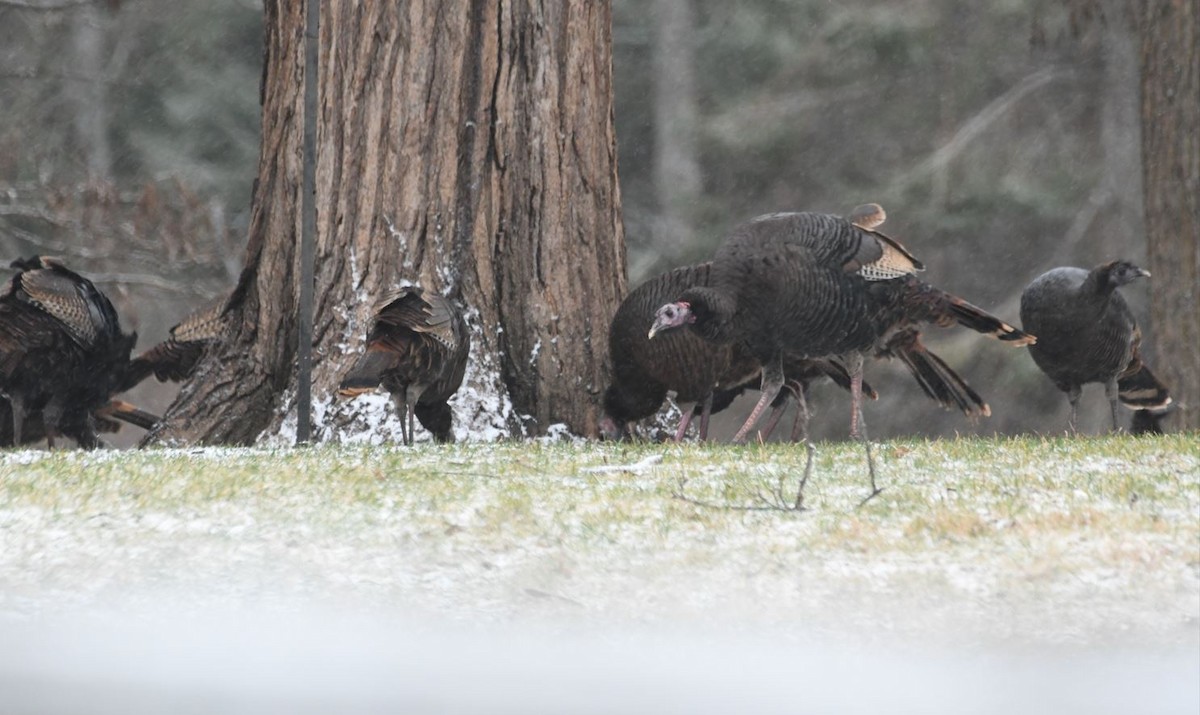 Wild Turkey - Vinay Prakatoor