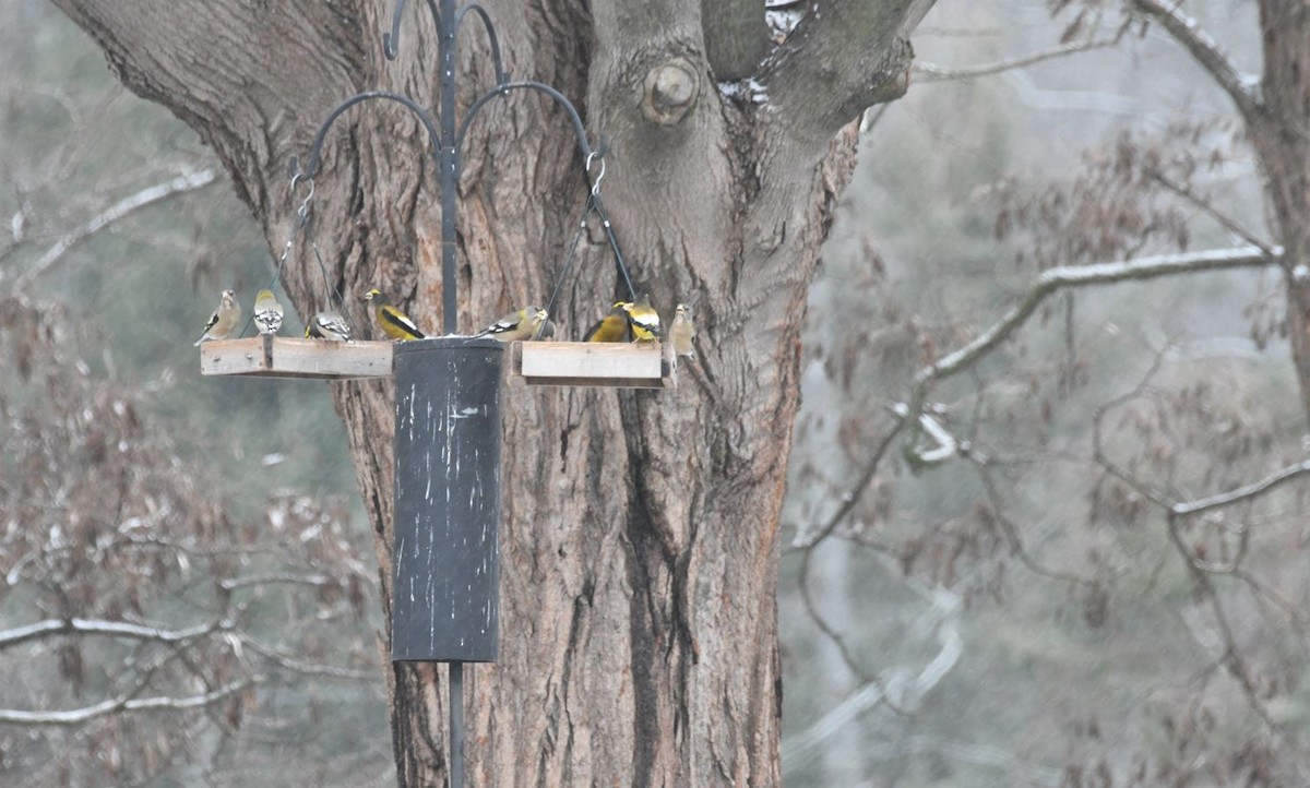 Evening Grosbeak - ML521359181