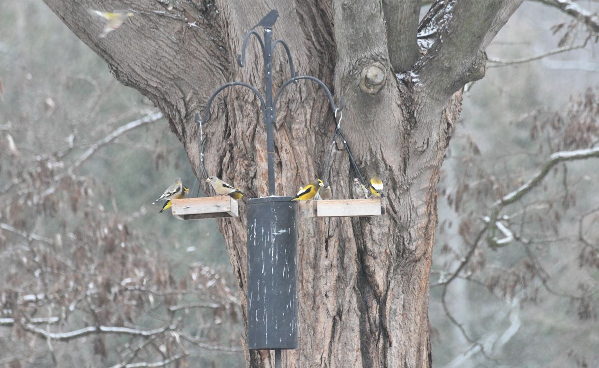 Evening Grosbeak - Vinay Prakatoor