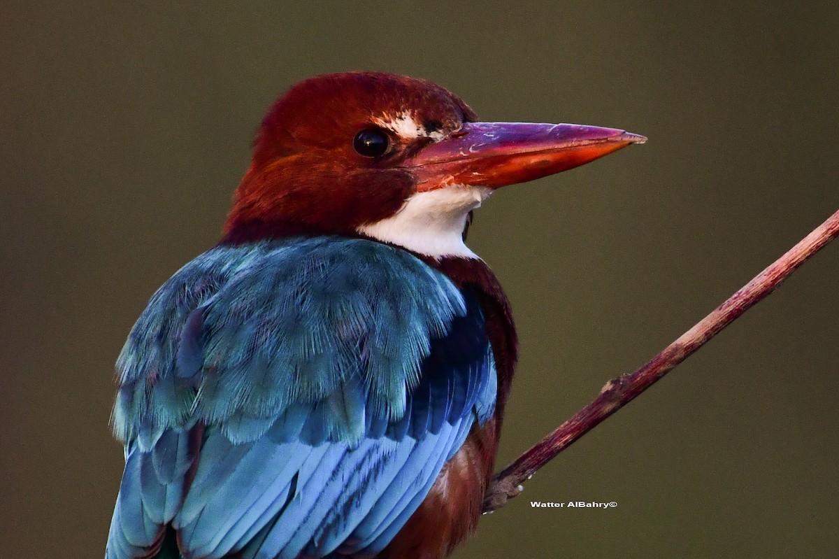 White-throated Kingfisher - ML521359291