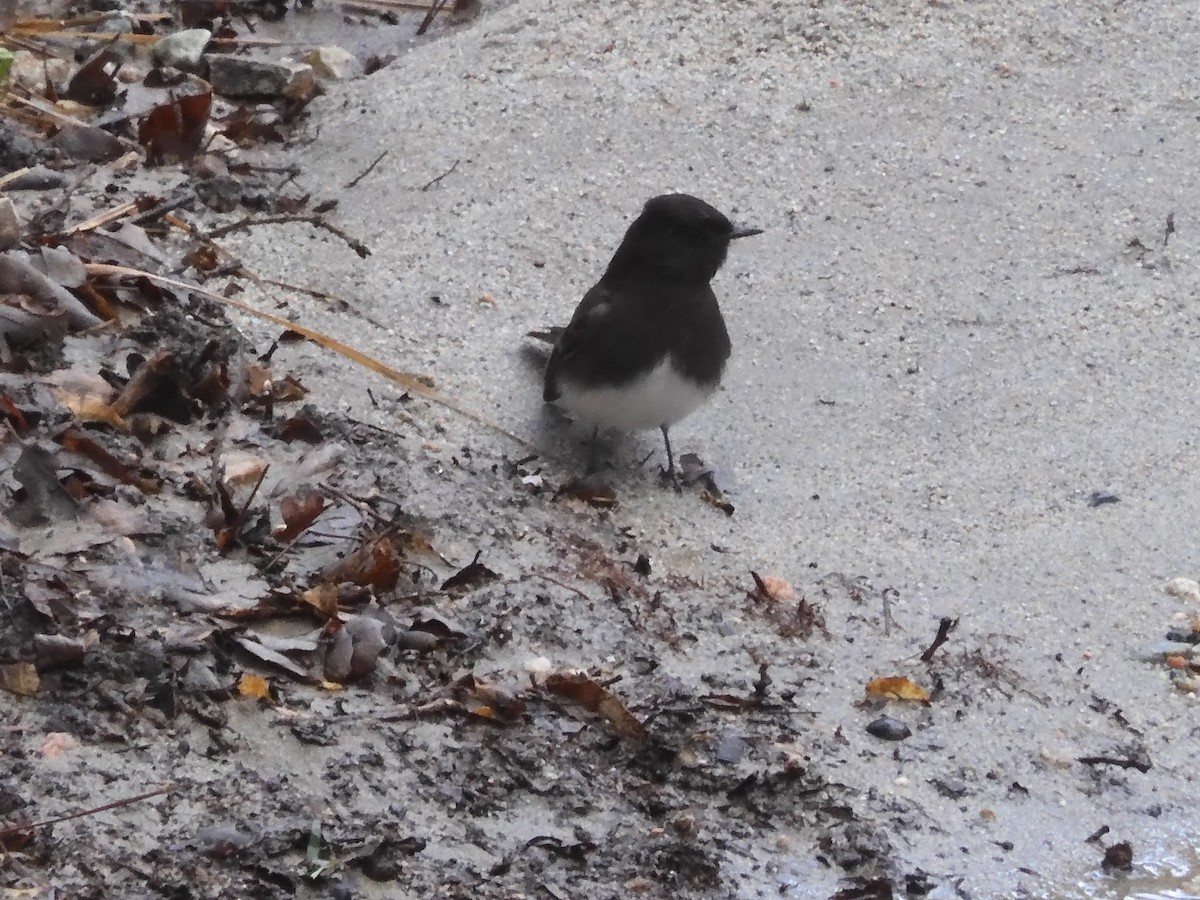 Black Phoebe - Nancy Bruce