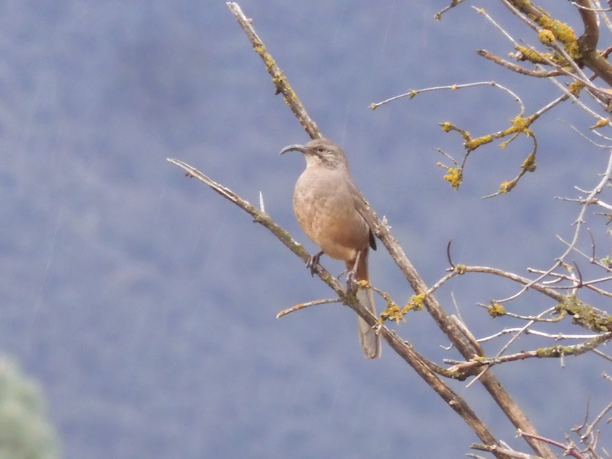 California Thrasher - Nancy Bruce