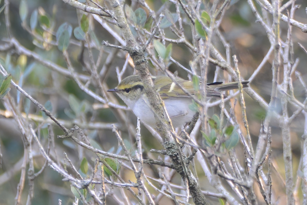 Pallas's Leaf Warbler - ML521359771