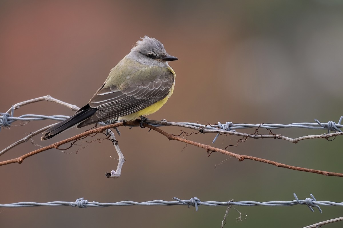 Western Kingbird - ML521360301