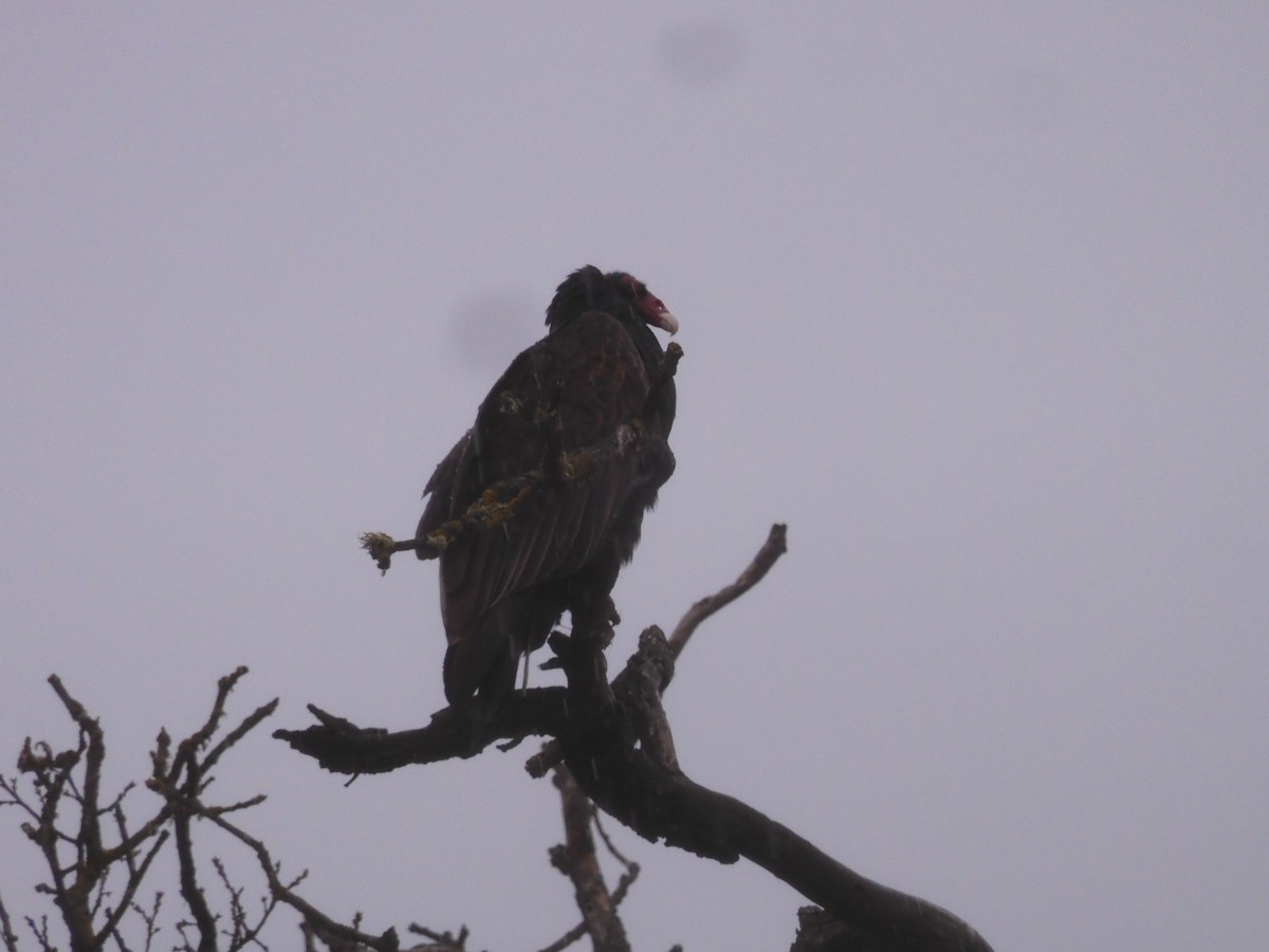 Turkey Vulture - ML521360371