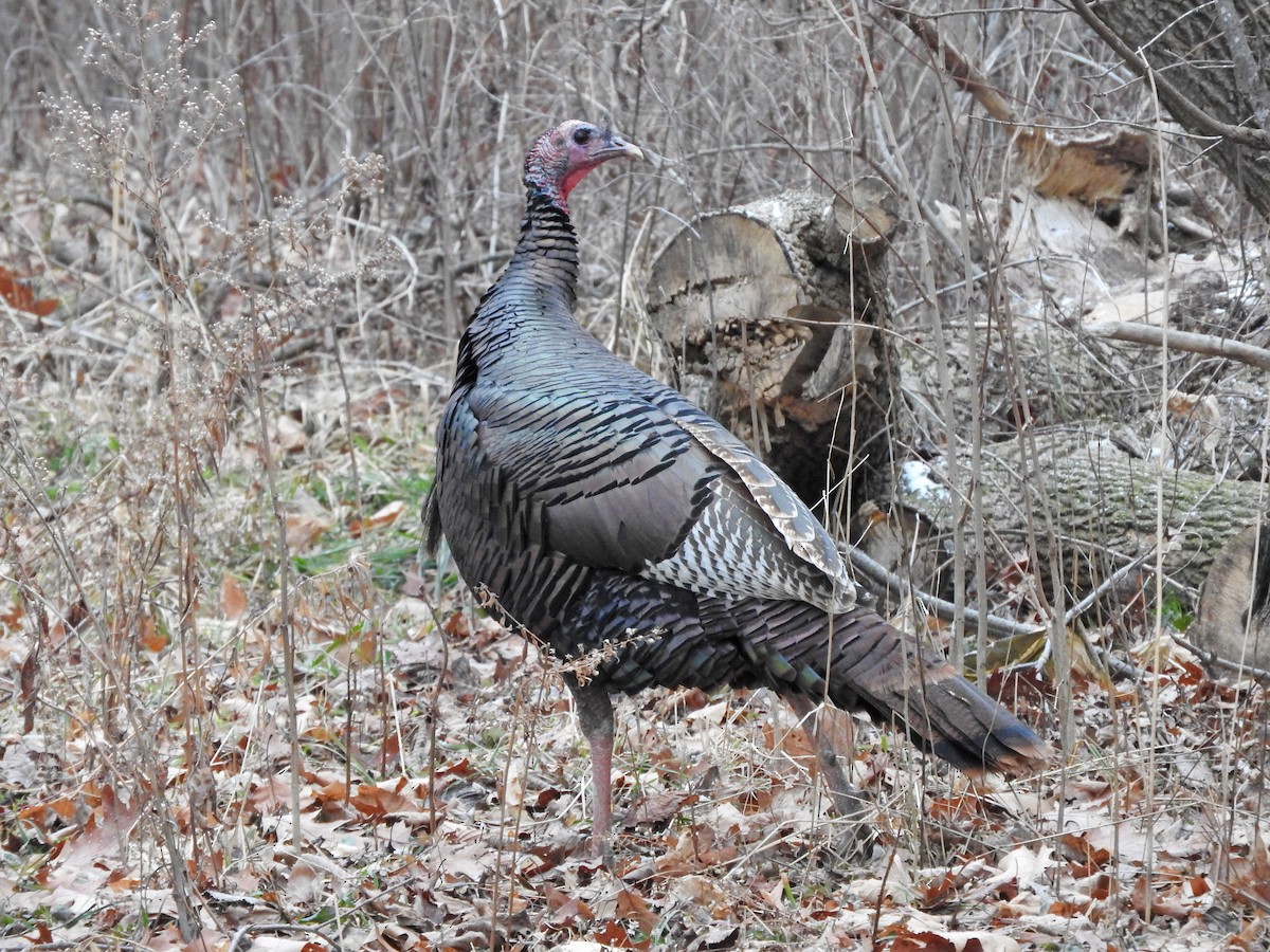 Wild Turkey - ML521361141