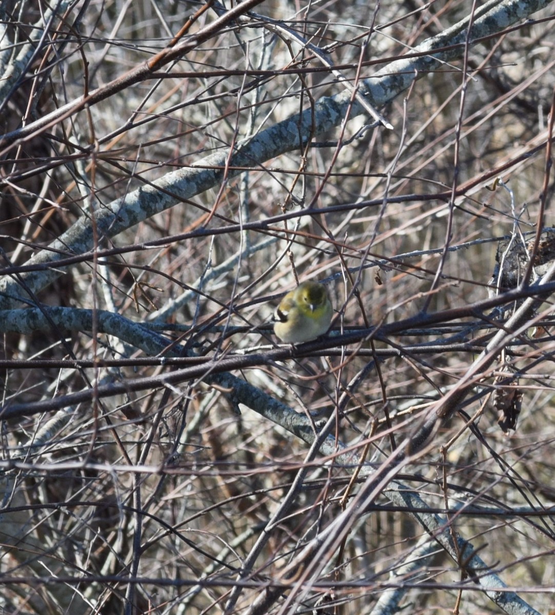 American Goldfinch - ML521361181