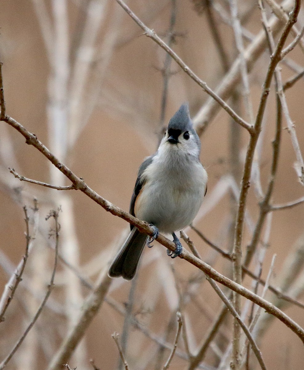 Tufted Titmouse - Lori White