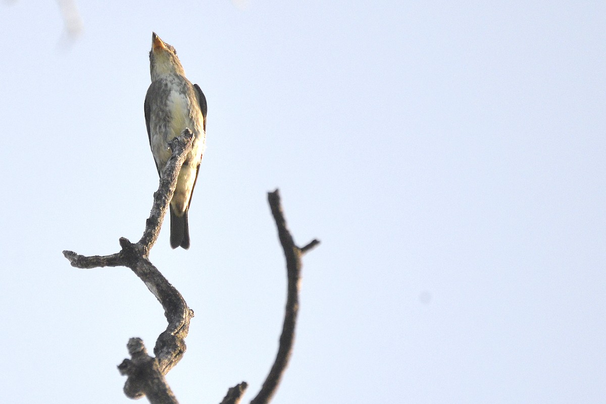 Olive-sided Flycatcher - Asher  Warkentin