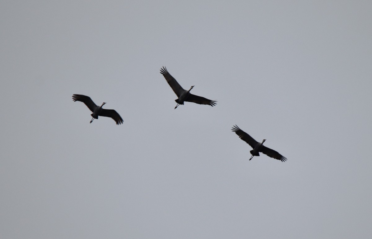 Sandhill Crane - ML521363281