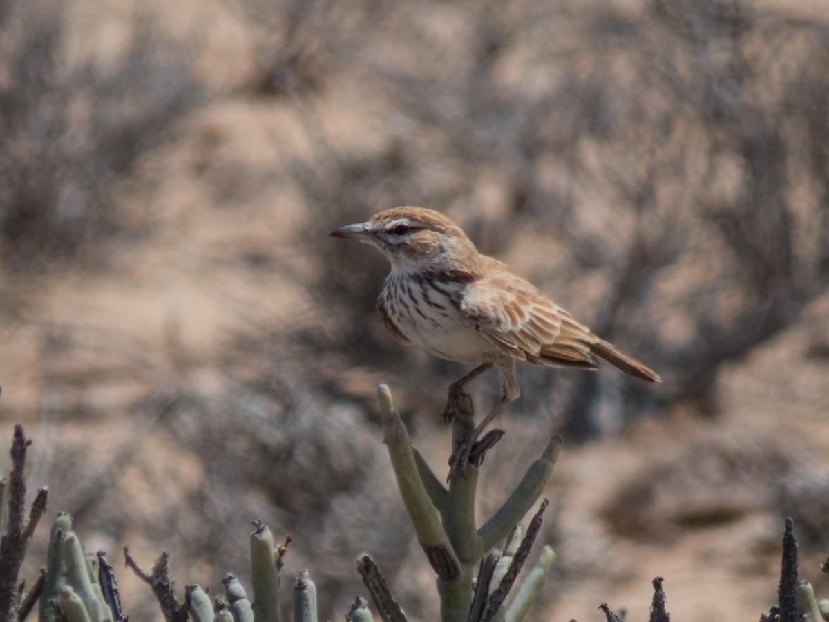 Dune Lark (Barlow's) - ML52136351