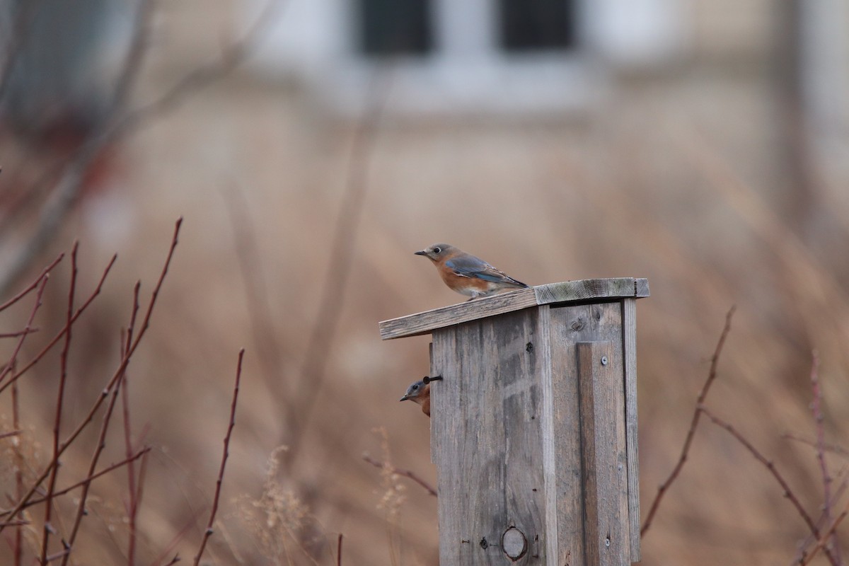 Eastern Bluebird - ML521363651