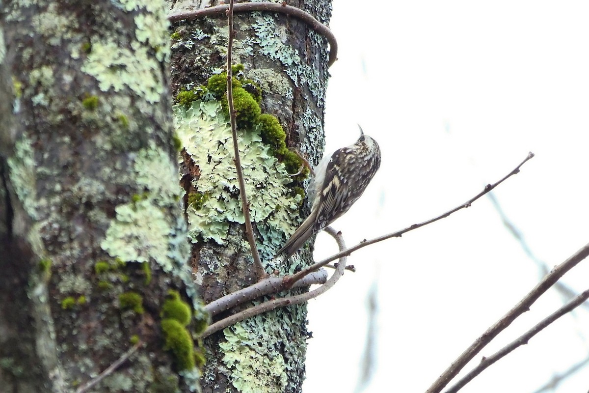 Brown Creeper - ML521363871