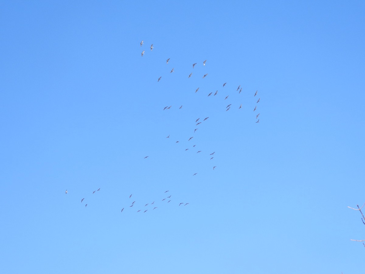 Sandhill Crane - ML521364321