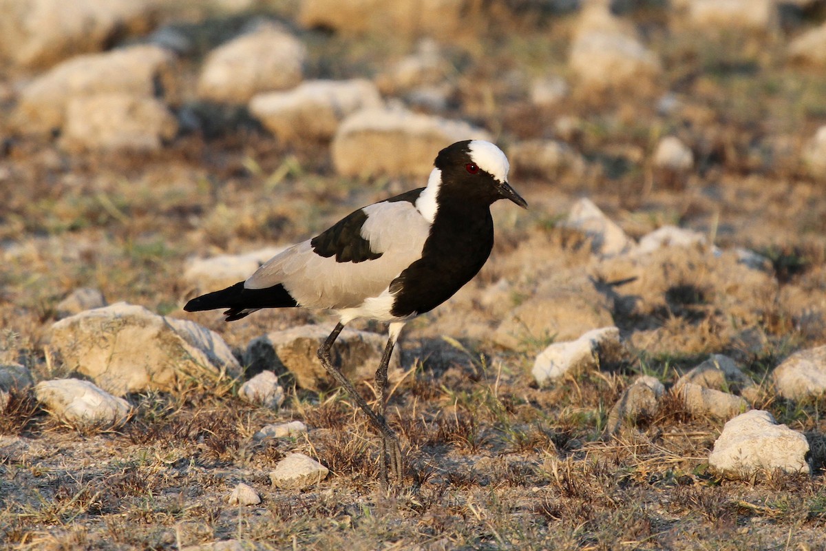 Blacksmith Lapwing - ML52136511