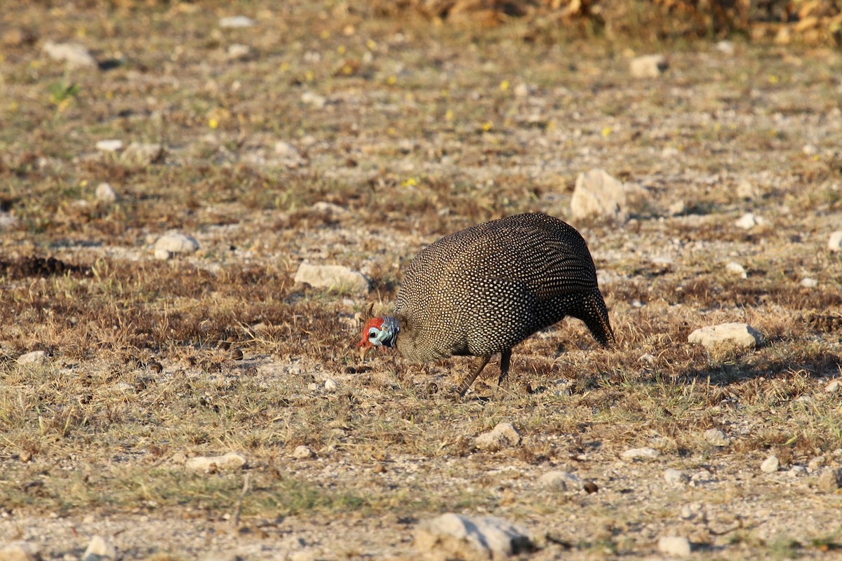 Helmeted Guineafowl - Margot Oorebeek