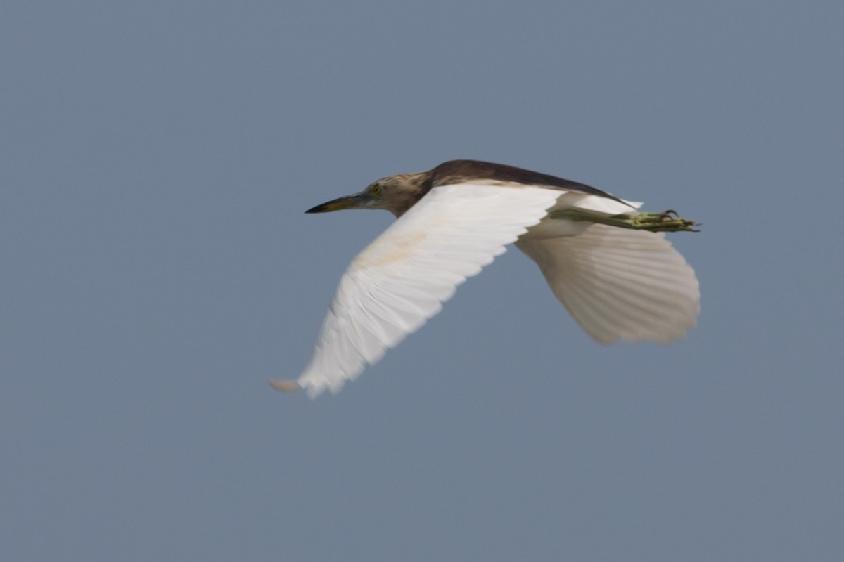 Javan Pond-Heron - ML521365451