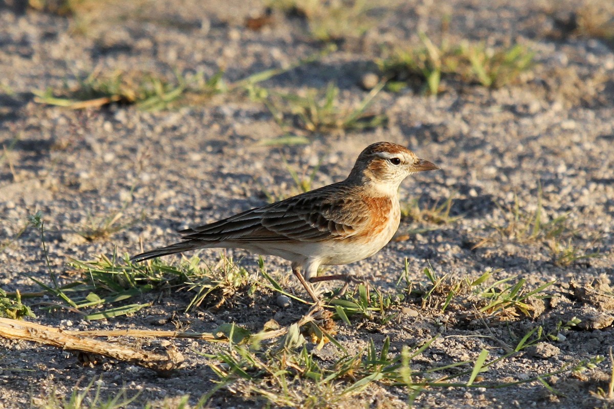 Red-capped Lark - ML52136551