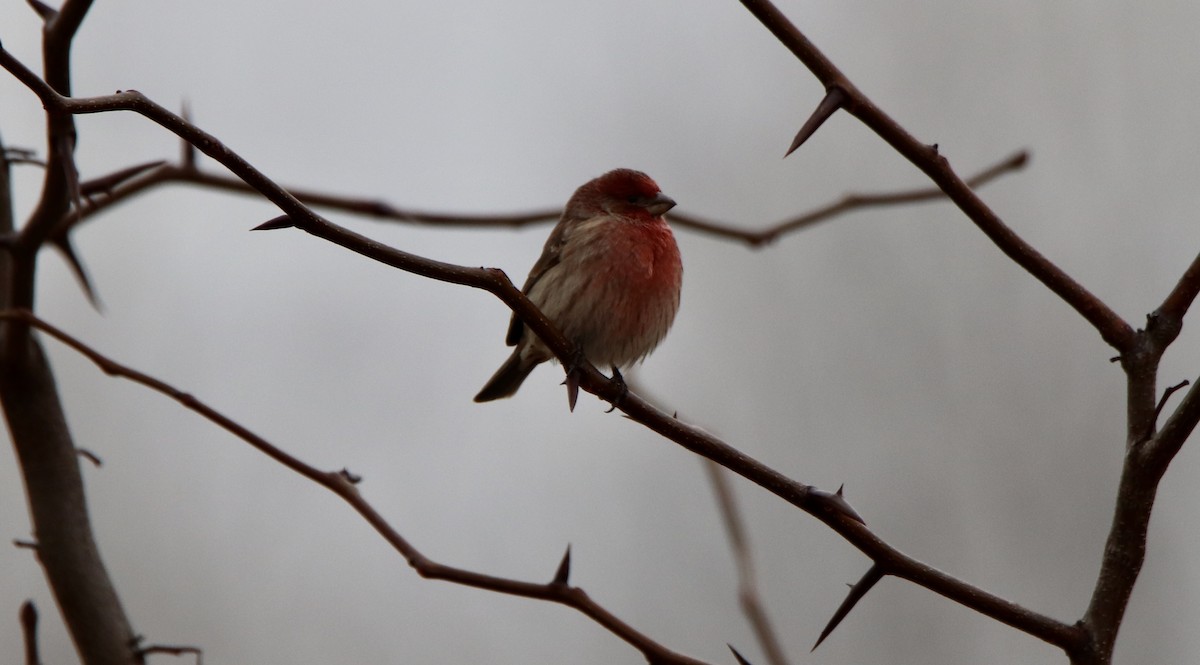 House Finch - ML521365591