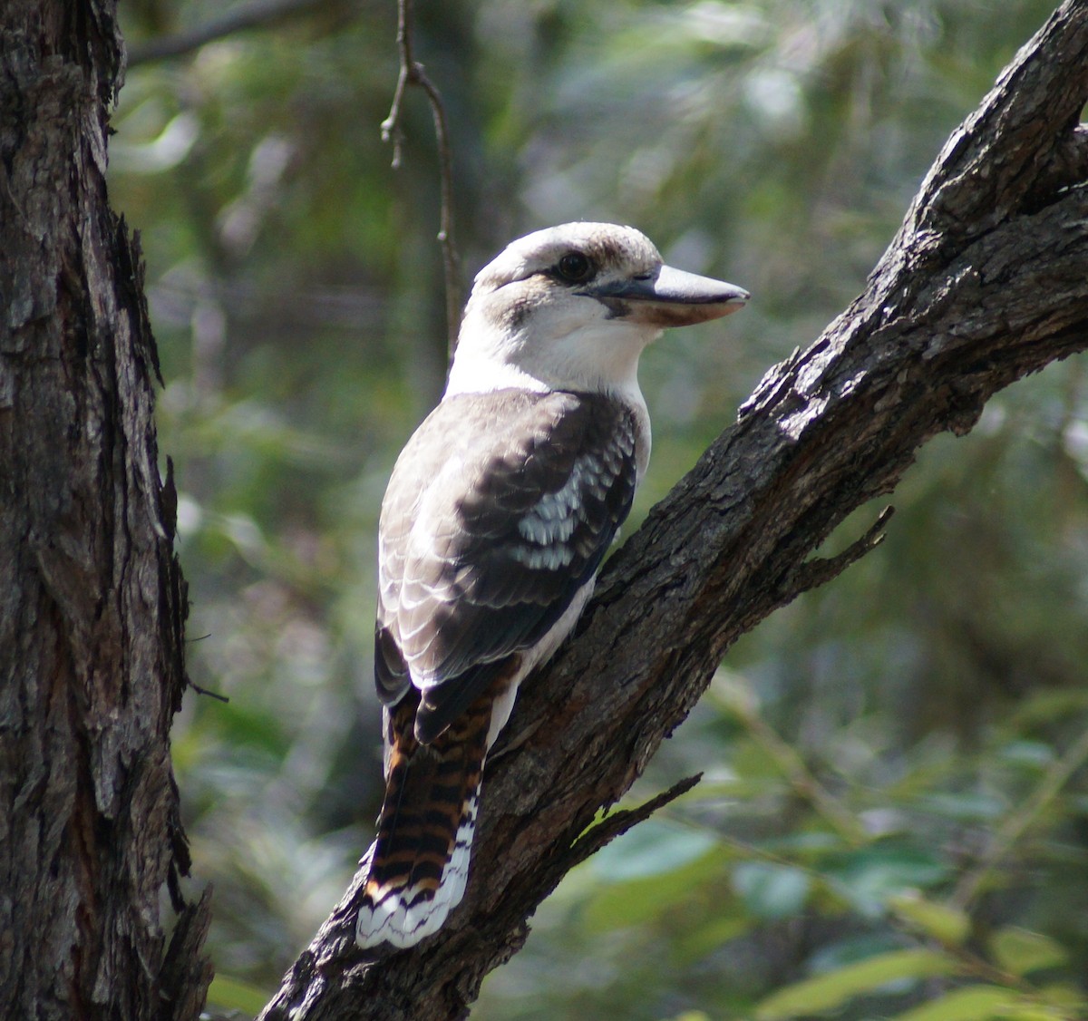 Laughing Kookaburra - ML52136631