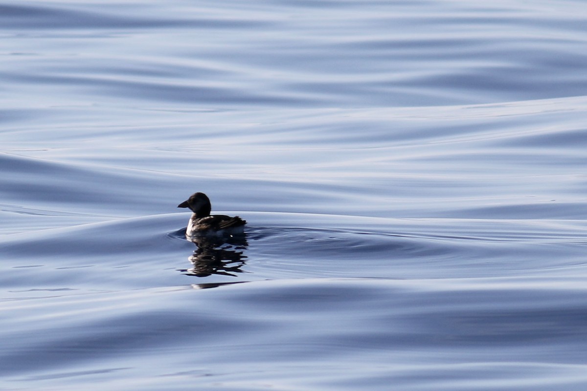 Atlantic Puffin - ML521368111