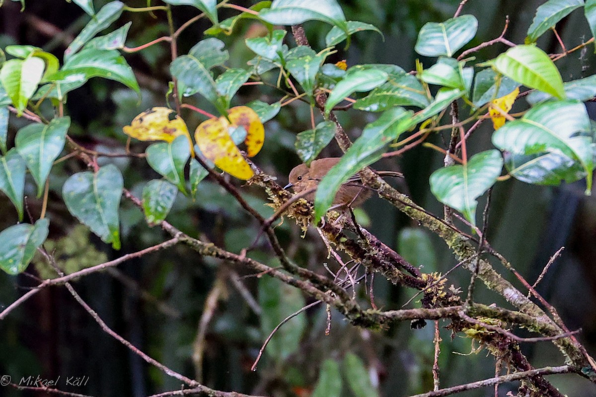 Large Scrubwren - ML521368261