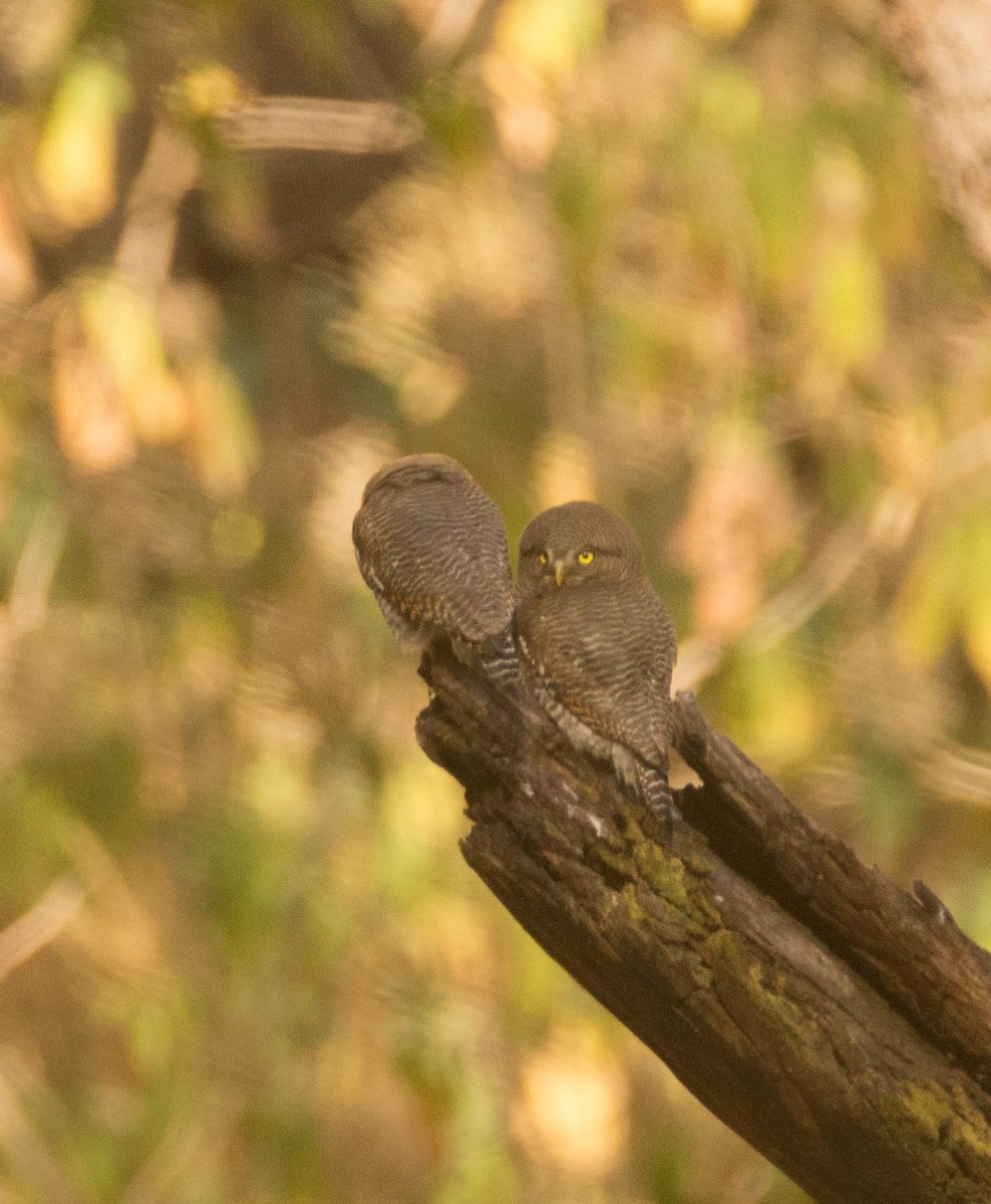 Jungle Owlet - Raja Bandi