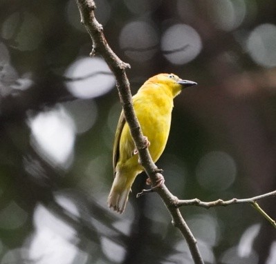 Principe Golden-Weaver - ML521370431