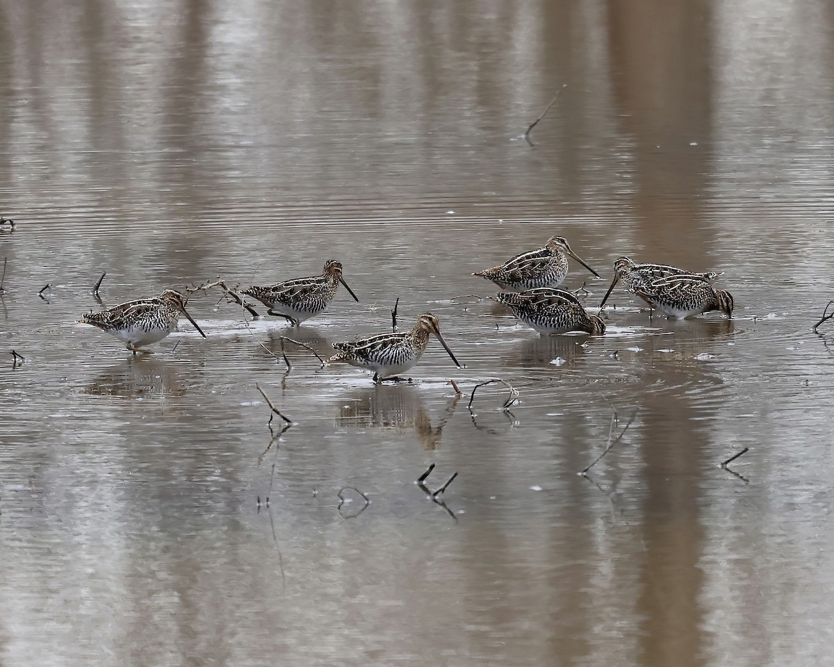 Wilson's Snipe - ML521370911