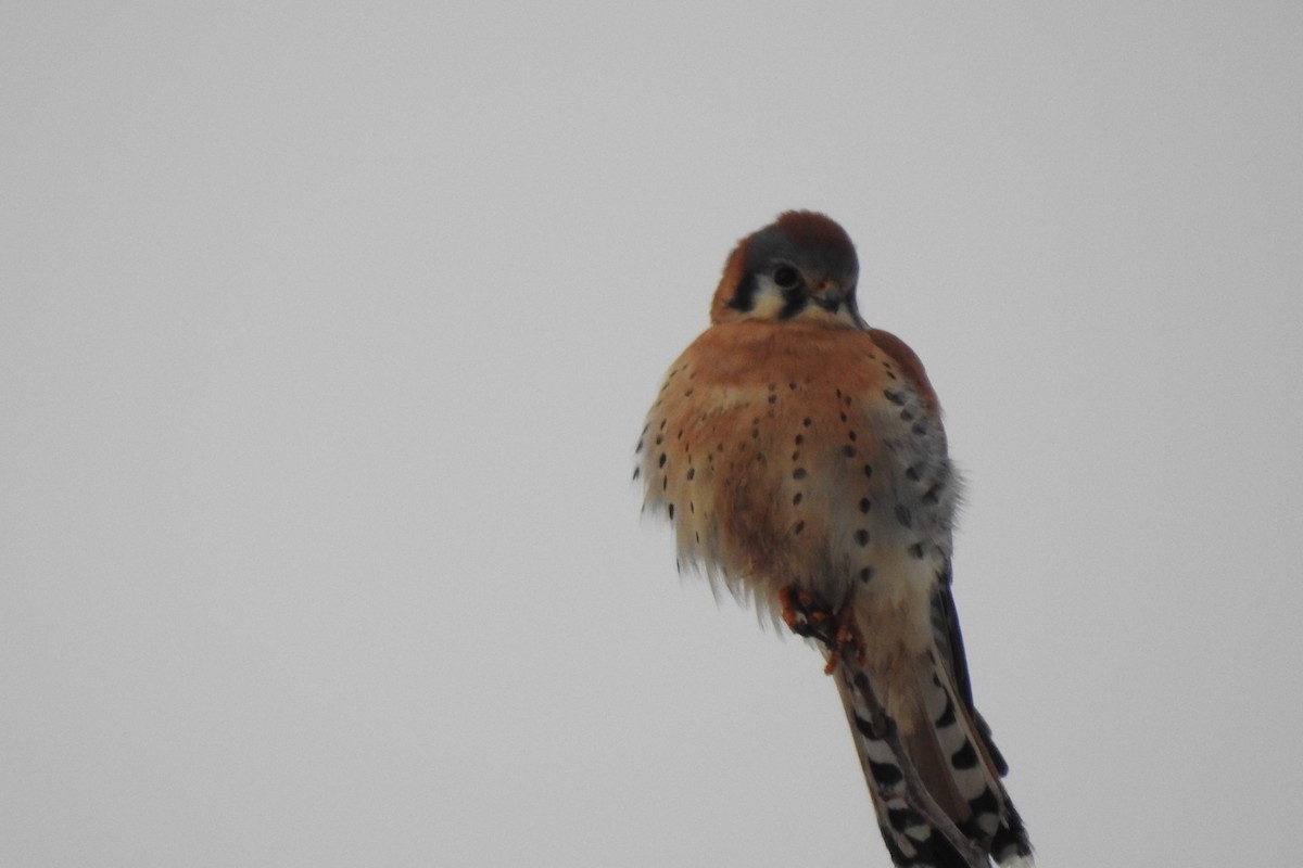 American Kestrel - ML521370991