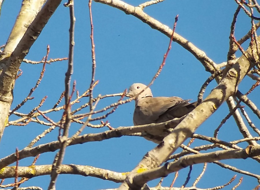 Eurasian Collared-Dove - ML52137221