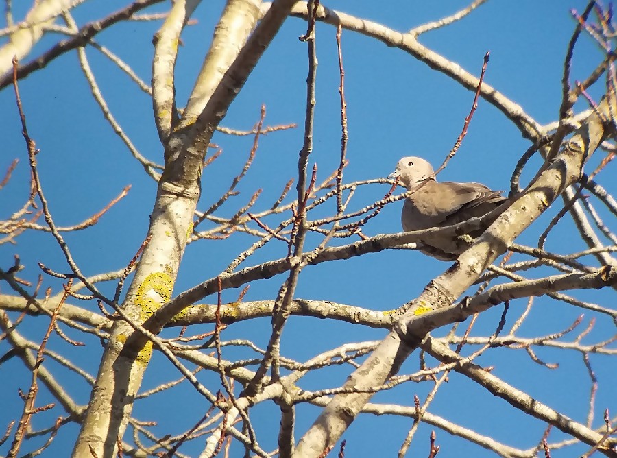 Eurasian Collared-Dove - ML52137231