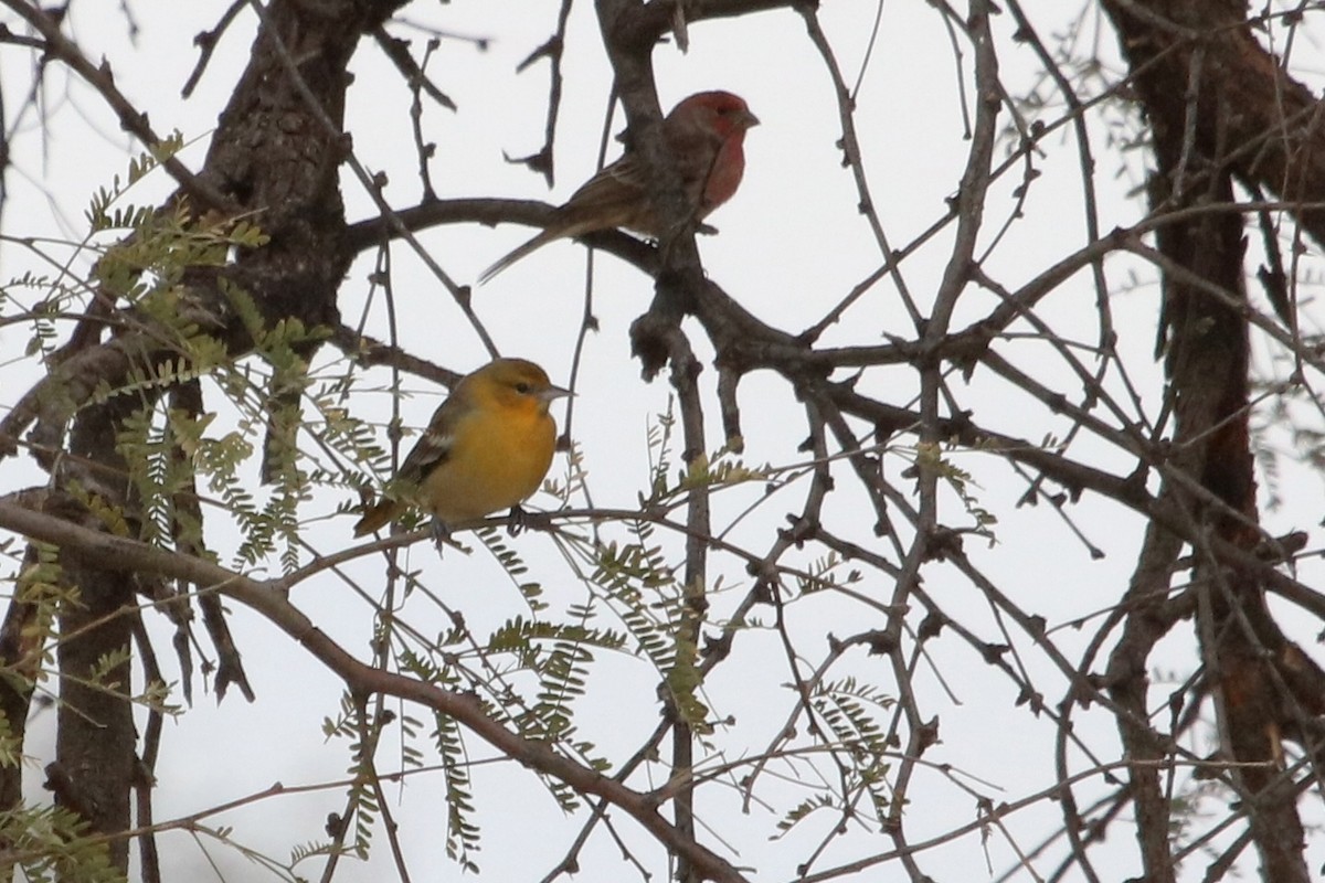 Bullock's Oriole - ML521374191