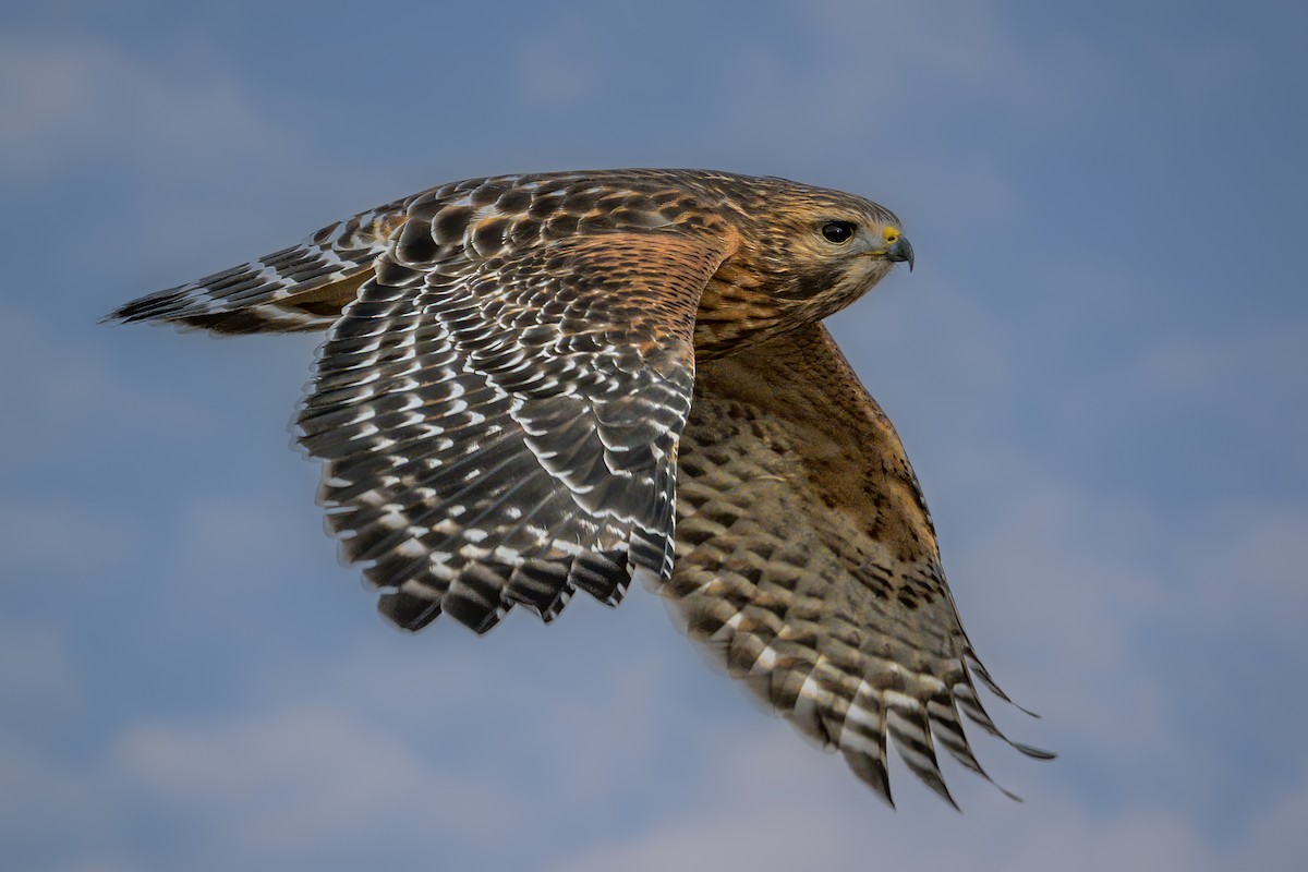 Red-shouldered Hawk - Kevin  Fox