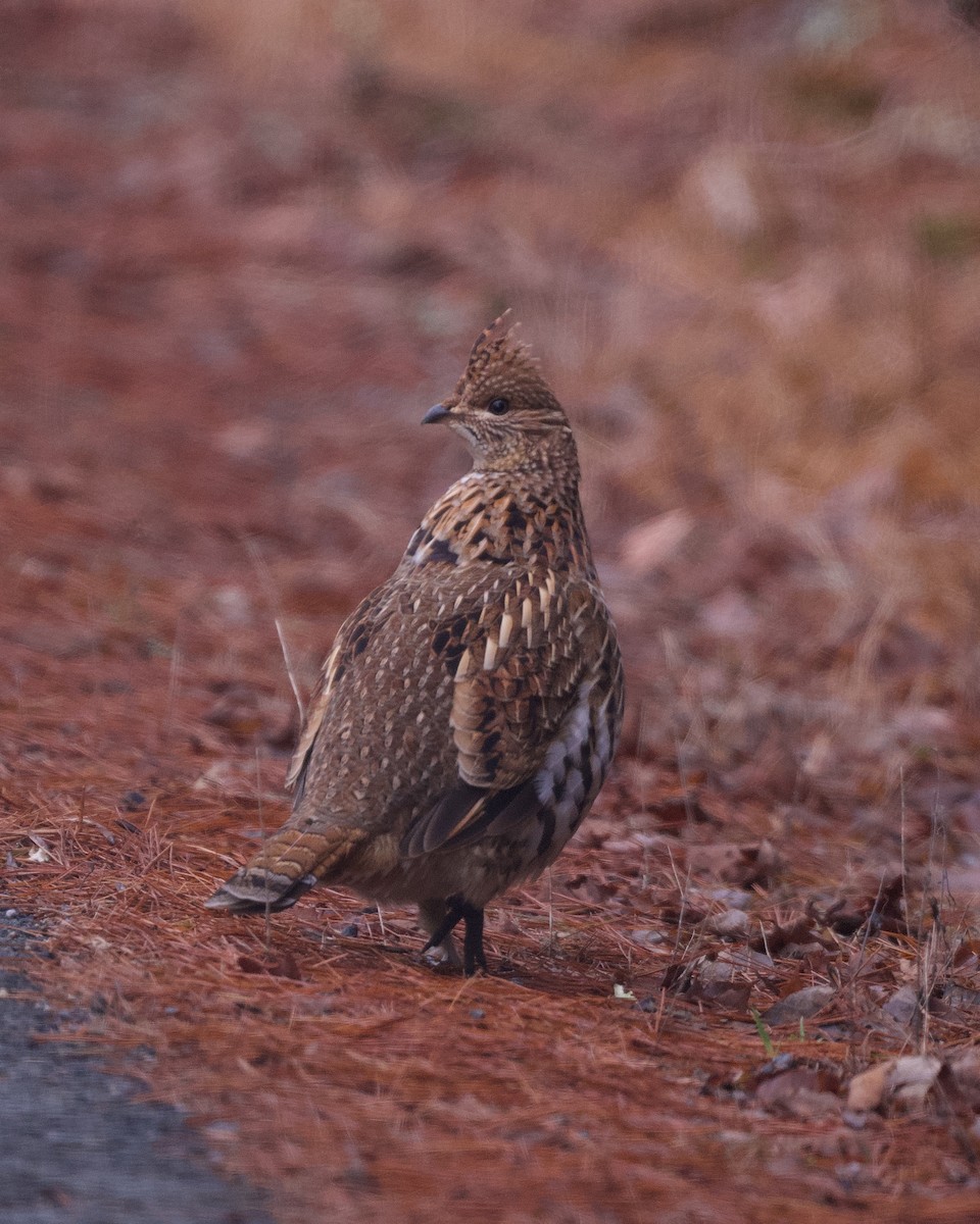 Ruffed Grouse - ML521375121