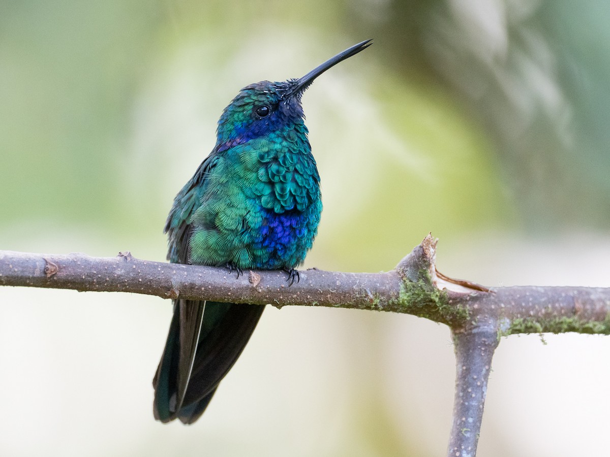 Colibrí Rutilante - ML521375641