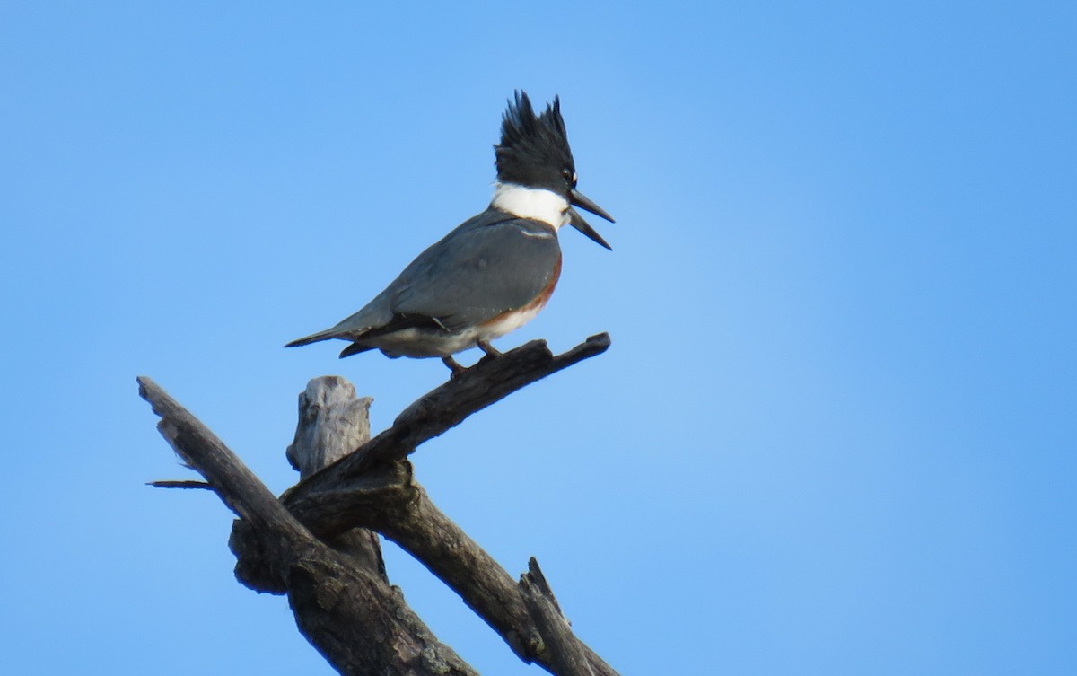 Belted Kingfisher - ML521375941