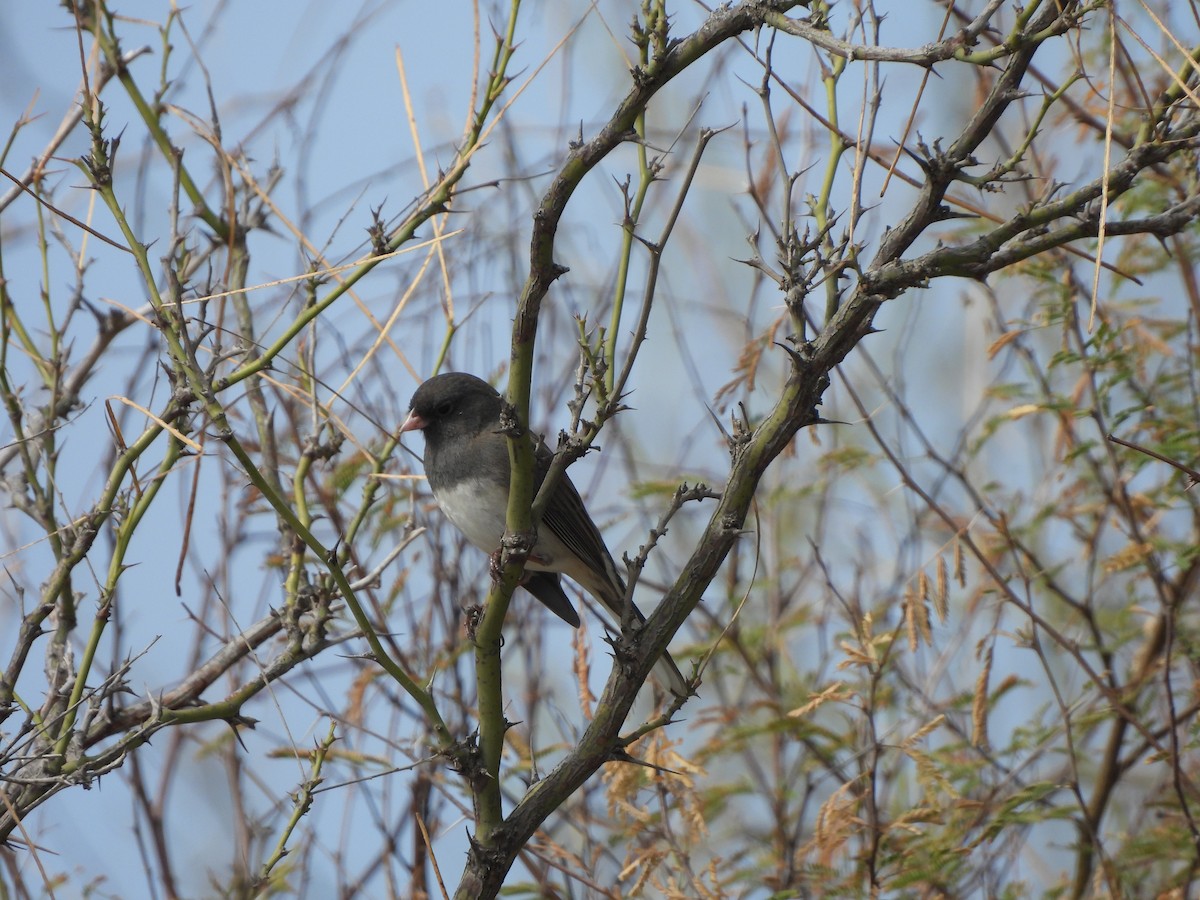 Junco ardoisé (hyemalis/carolinensis) - ML521376051