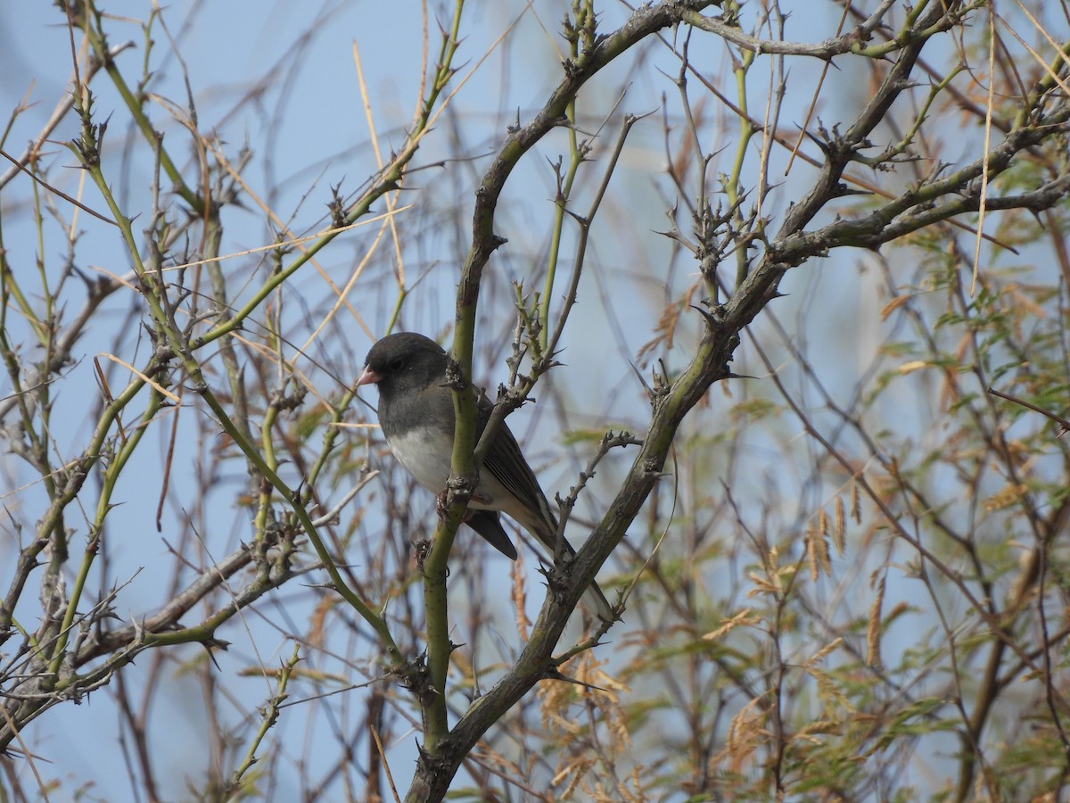 Dark-eyed Junco (Slate-colored) - ML521376051